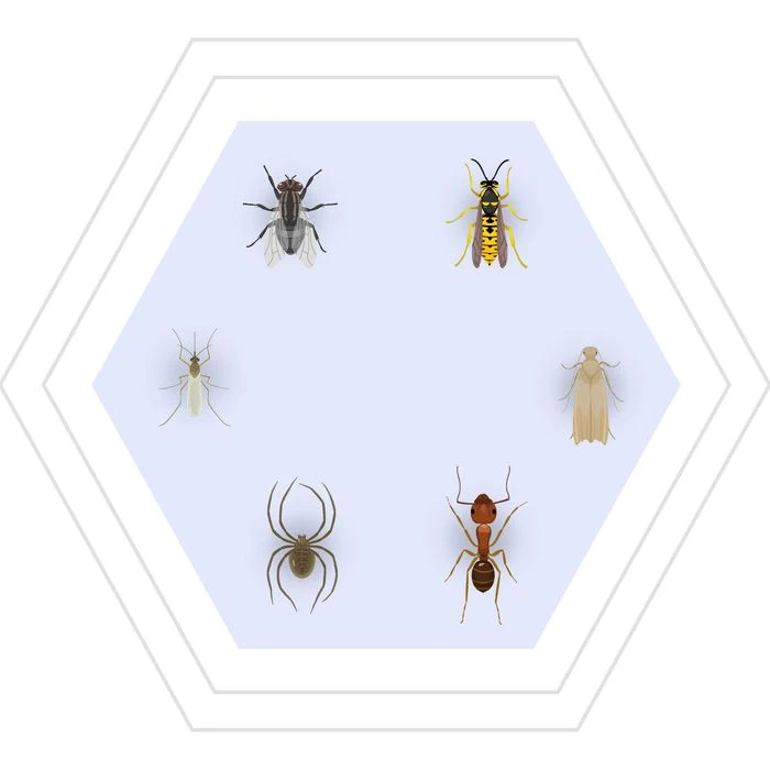 Raid Insektenspray Multi Insekten-Spray, Wirkt Gegen Insekten Aller Art, 400ml 3 Raid Insektenspray Multi Insekten-Spray, Wirkt Gegen Insekten Aller Art, 400ml – Bild 3