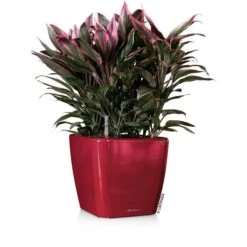 Lechuza Übertopf QUADRO LS 43 Rot Hochglanz, 43 X 43 X 39 Cm, Quadratisch, Kunststoff 7 Lechuza Übertopf QUADRO LS 43 Rot Hochglanz, 43 X 43 X 39 Cm, Quadratisch, Kunststoff -Böttcher Ag c76b4ef7ece0b8b9c8bcccba477ec0bc18f0952d uebertopf lechuza quadro ls 43 rot hochglanz